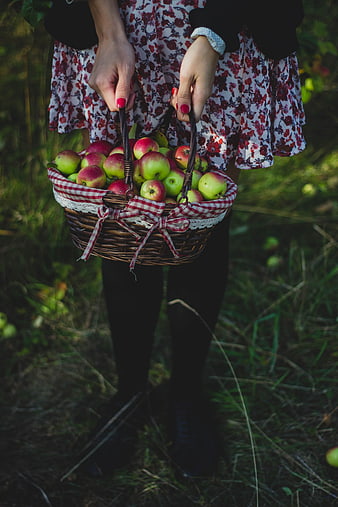 Woman holding basket of fresh apples in orchard