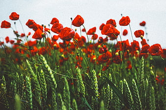 Vibrant Red Poppies Blooming in a Green Wheat Field