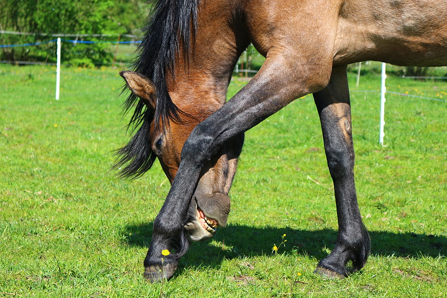 Brown Horse Biting Its Own Leg in Green Pasture