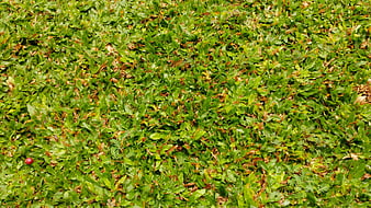 Top View of Green Grass with Brown Spots and Small Red Berry
