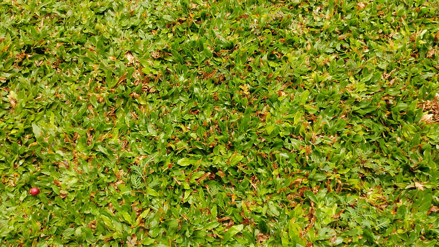 Top View of Green Grass with Brown Spots and Small Red Berry