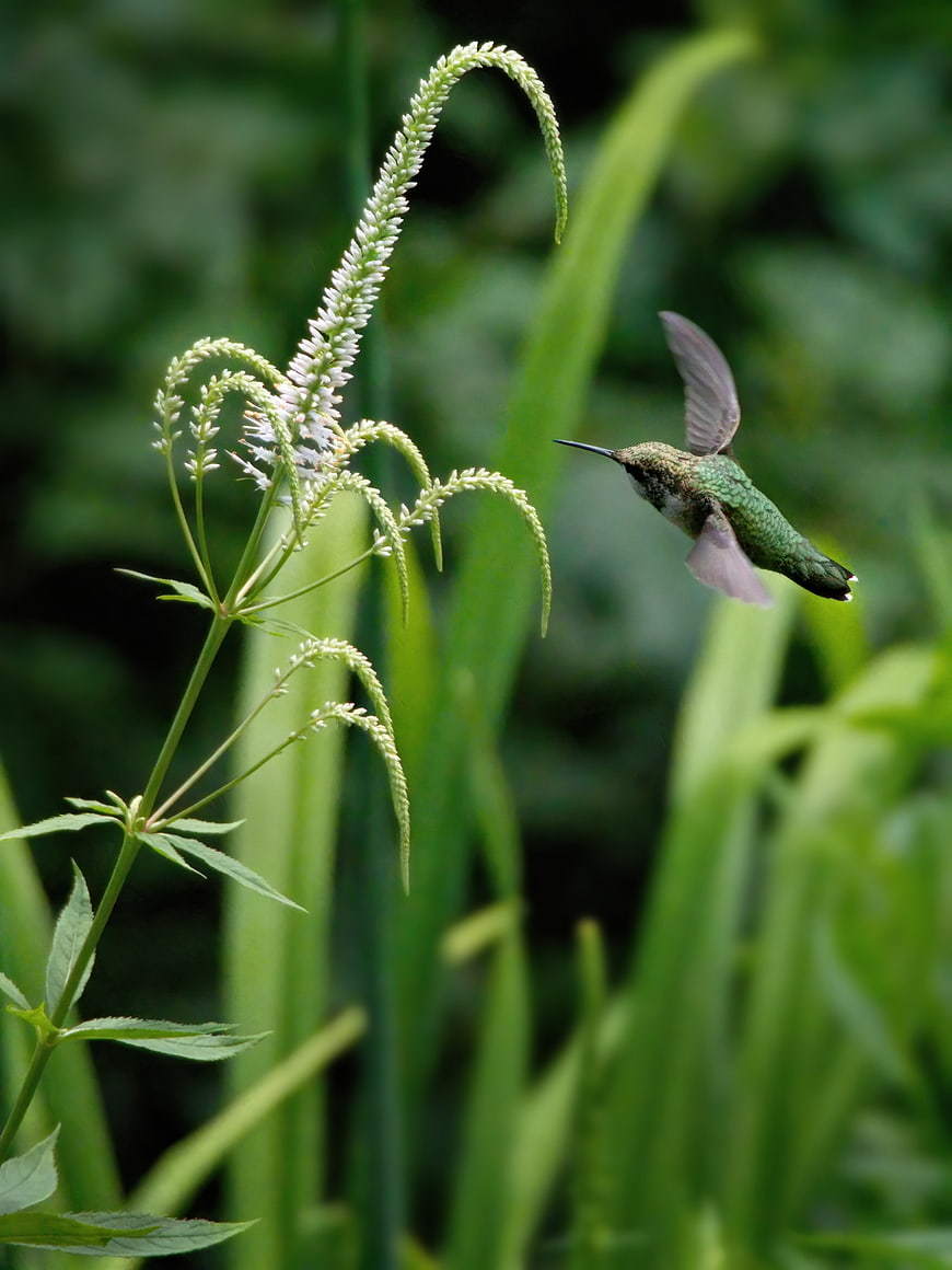 Hummingbird Hovering Near White Wildflower in Green Garden