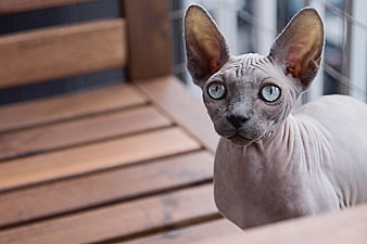 Portrait of a hairless Sphynx cat with large ears and blue eyes
