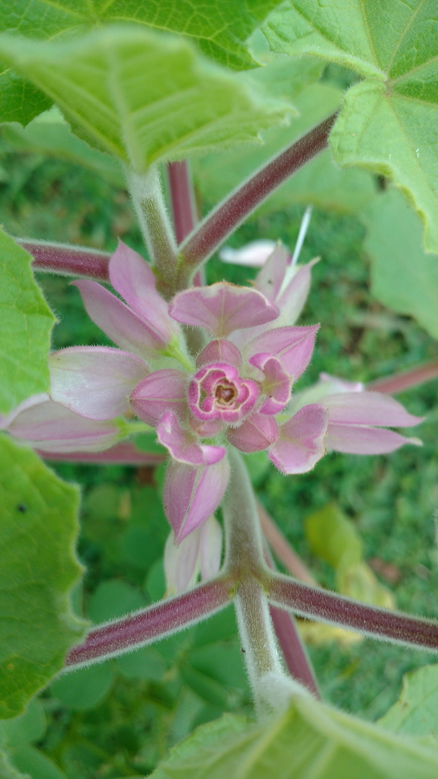 Close-up of Pink Datura Metel Flower Bud