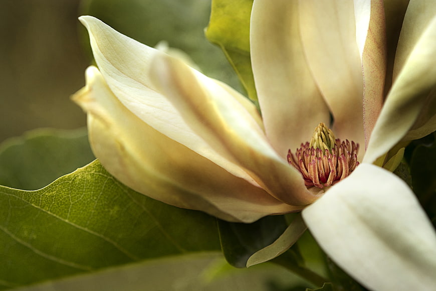 Close-up of a white magnolia flower with green leaves