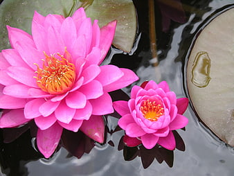 Vibrant Pink Water Lilies Blooming on Dark Pond Water