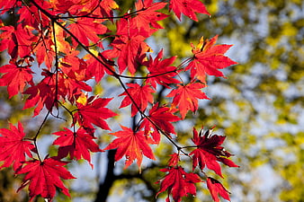 Vibrant Red Maple Leaves Against Blurred Autumn Background