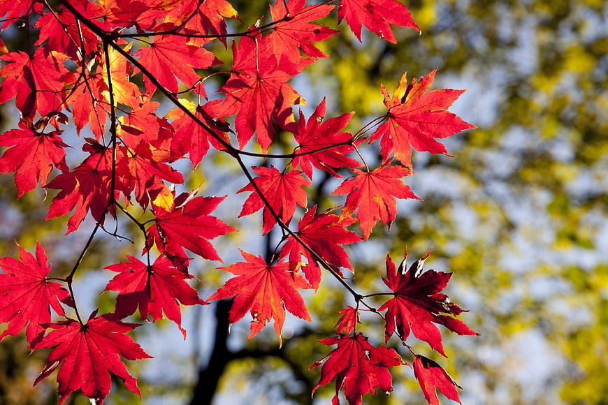 Vibrant Red Maple Leaves Against Blurred Autumn Background