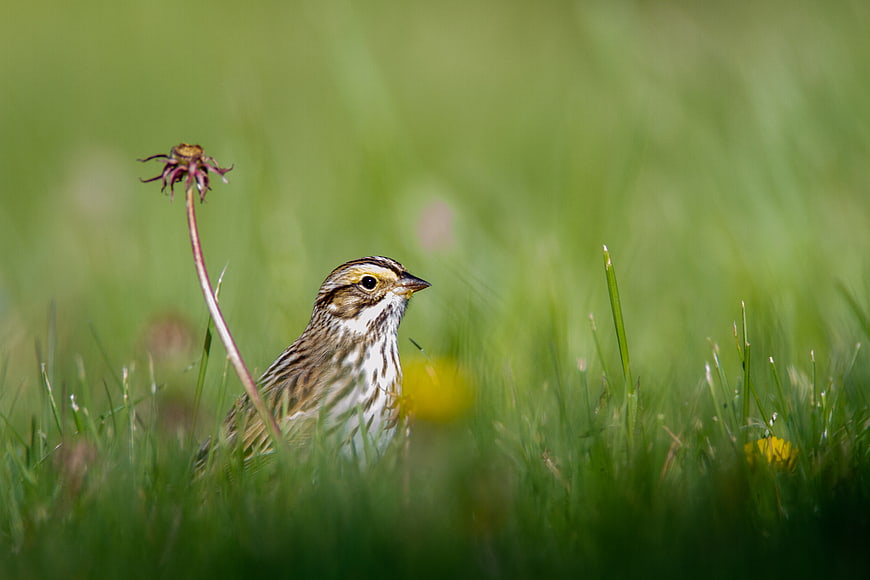Small brown bird in green grass with bokeh background