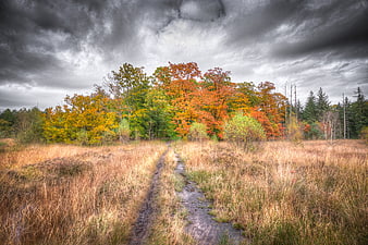 Muddy path through autumn forest under dramatic storm clouds
