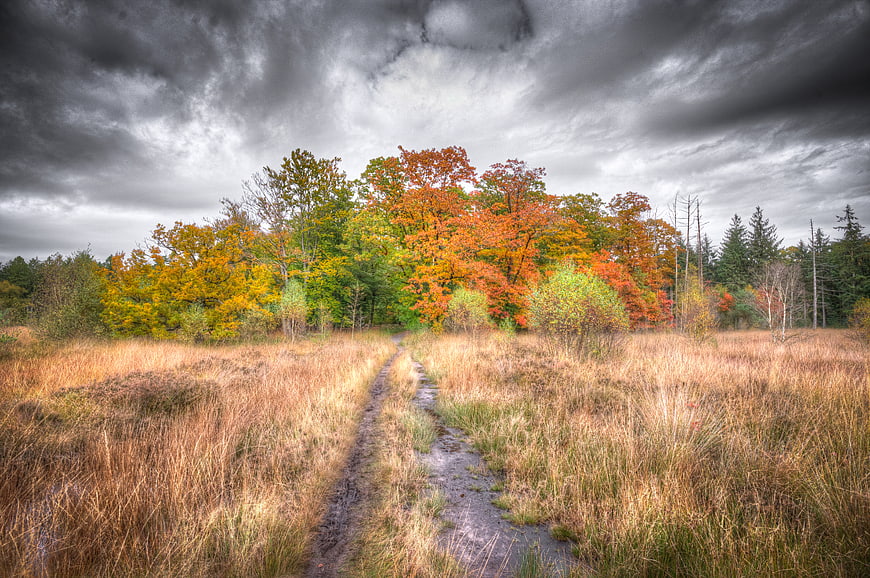 Muddy path through autumn forest under dramatic storm clouds