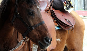 Close-up of brown horse with leather saddle and bridle