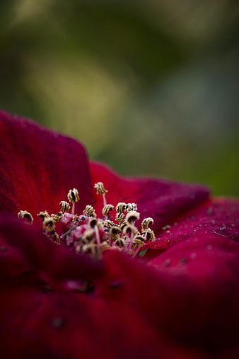Macro Photography of Red Flower Stamen and Petals