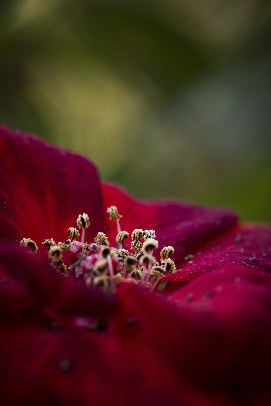 Macro Photography of Red Flower Stamen and Petals
