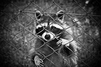 Black and white raccoon behind chain link fence