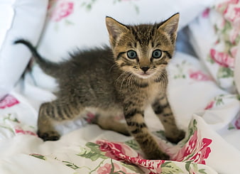 Cute Tabby Kitten on Floral Bedding