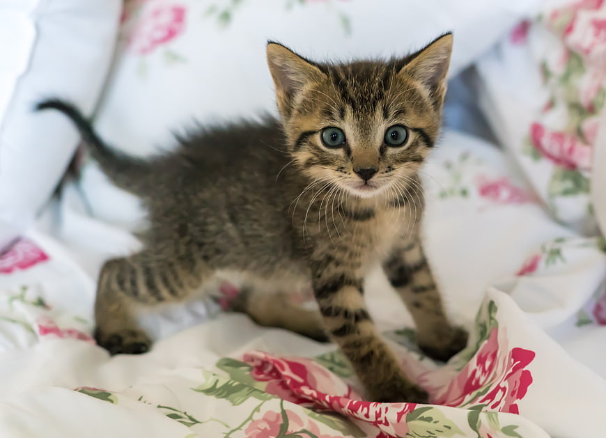 Cute Tabby Kitten on Floral Bedding