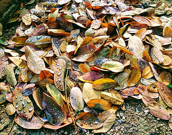 Wet autumn leaves with water droplets on forest floor