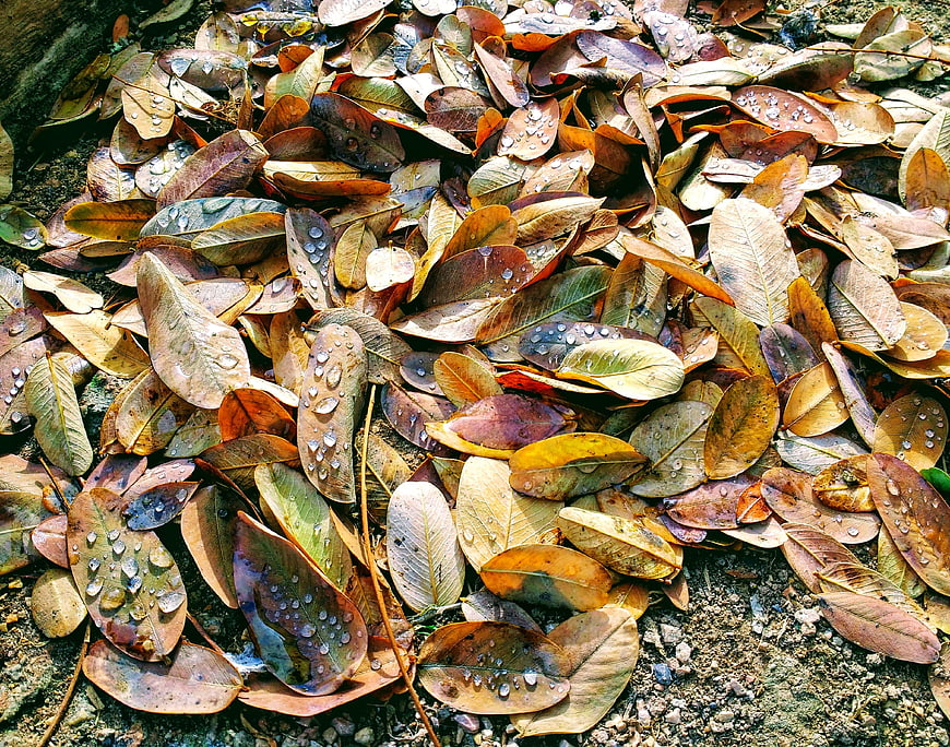 Wet autumn leaves with water droplets on forest floor