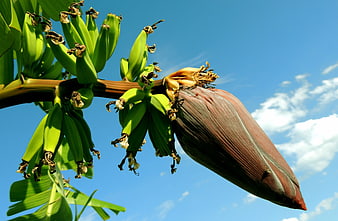 Green Bananas and Purple Blossom Against Blue Sky