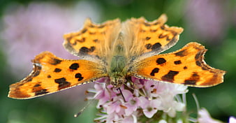 Close-up of Orange Comma Butterfly on Pink Flower