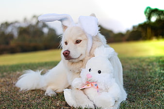 White Finnish Lapphund Wearing Bunny Ears Holding Stuffed Rabbit