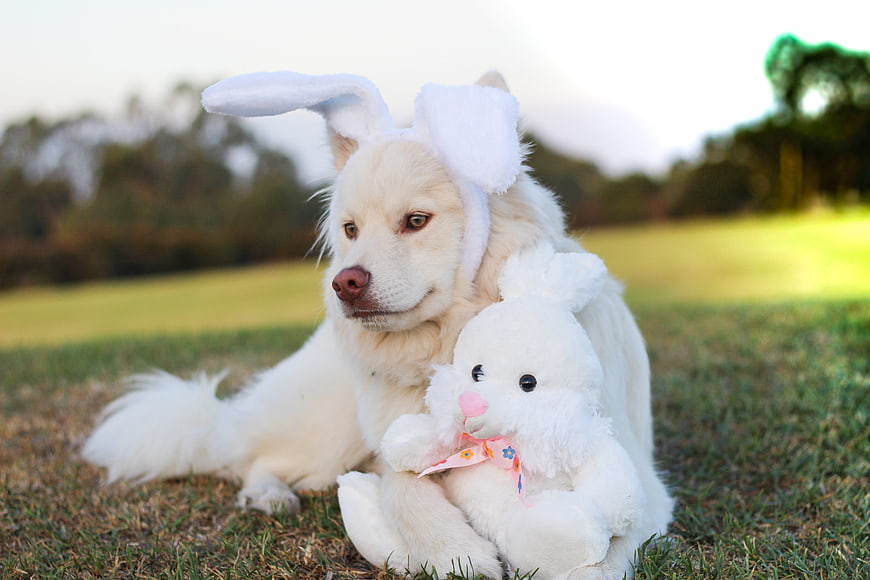 White Finnish Lapphund Wearing Bunny Ears Holding Stuffed Rabbit