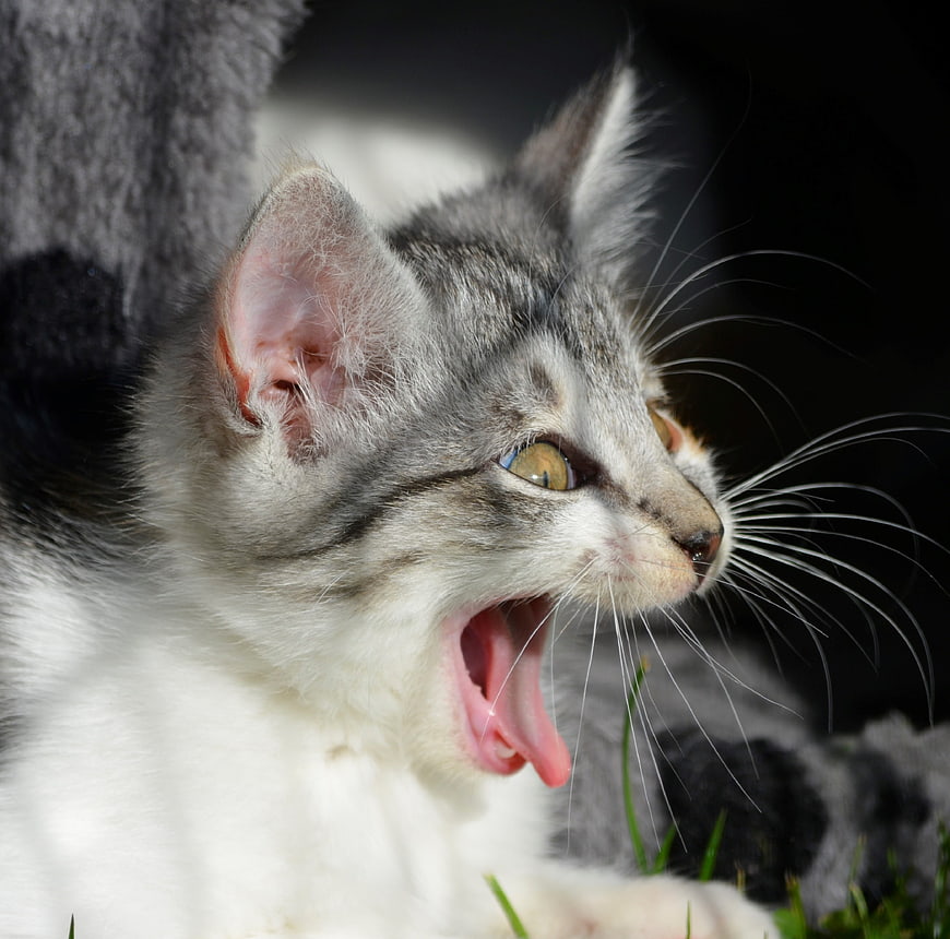 Cute gray and white kitten yawning wide in the sun