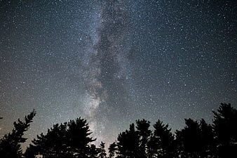 Milky Way Galaxy Over Silhouetted Pine Trees at Night