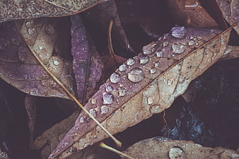 Close-up of wet autumn leaves with water droplets