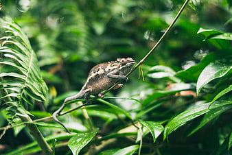 Chameleon perched on a branch in a lush green forest