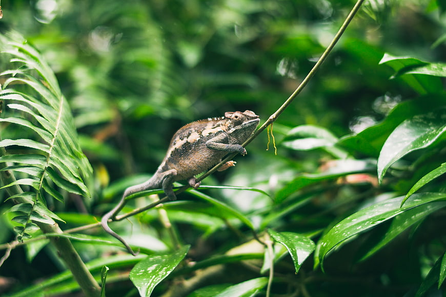 Chameleon perched on a branch in a lush green forest