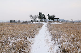 Snowy Winter Path Through Dry Grass Field With Distant Trees
