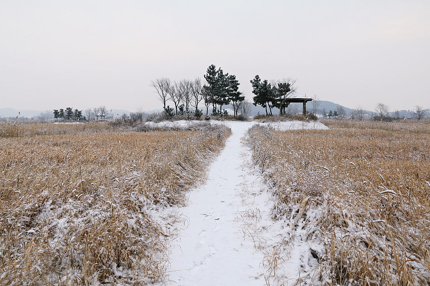Snowy Winter Path Through Dry Grass Field With Distant Trees