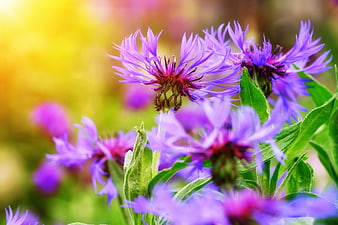 Close-up of vibrant purple cornflowers in a sunny garden