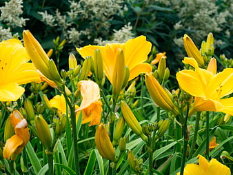 Vibrant Yellow Daylilies Blooming in Garden