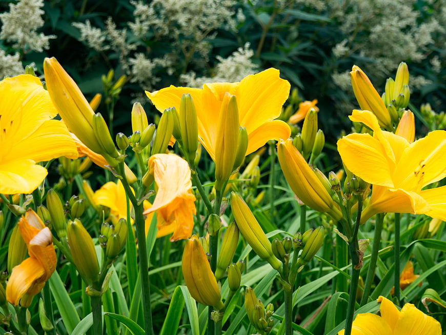 Vibrant Yellow Daylilies Blooming in Garden