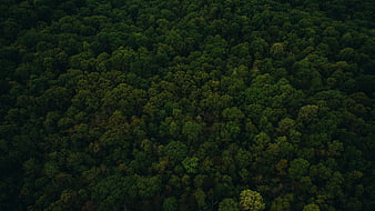 Aerial View of Dense Green Forest Canopy