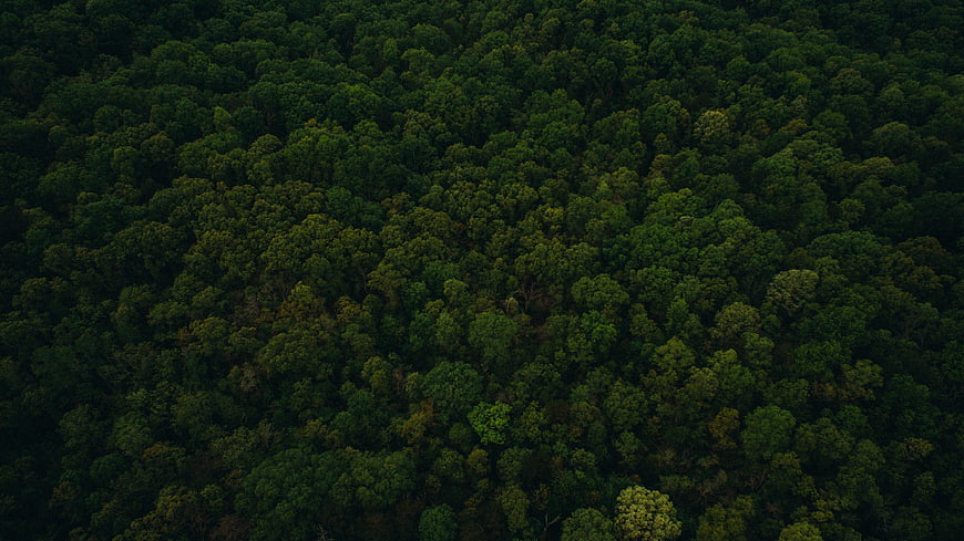 Aerial View of Dense Green Forest Canopy