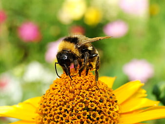 Close-up of a bumblebee on a yellow flower