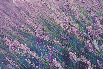 Close-up of purple lavender flowers in a field