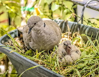 Mother dove and chick nesting in a garden planter
