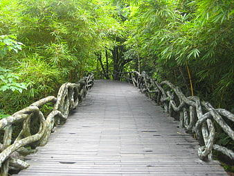 Wooden Bridge Path Through Lush Green Bamboo Forest