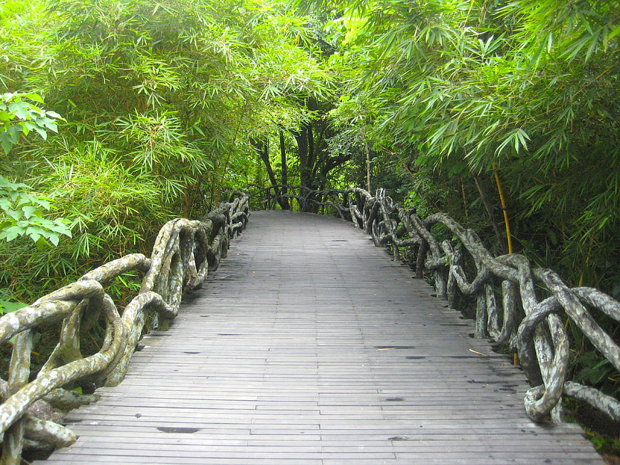 Wooden Bridge Path Through Lush Green Bamboo Forest