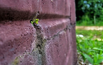 Small green sprout growing from red brick wall crevice