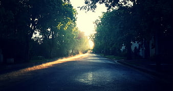 Sunlit Road Through Trees at Sunrise