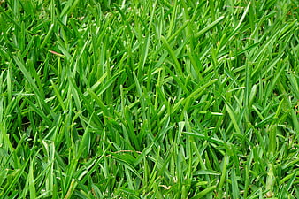 Close-up of lush green grass blades texture