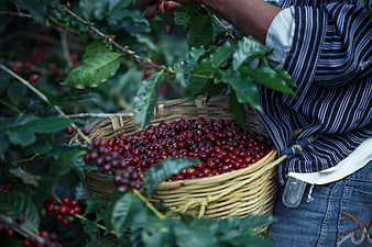Harvesting Red Coffee Cherries in Woven Basket