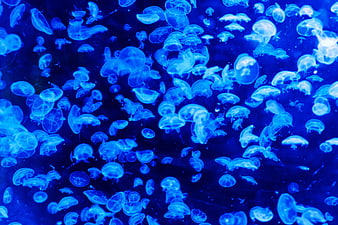 Blue Jellyfish Floating in Dark Water