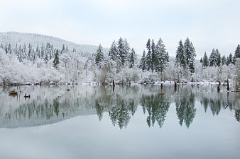 Serene Winter Lake with Snowy Forest Reflections